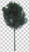 broad-leaf tree, broad-leaved tree, cutout, cutout trees, day, diffuse, diffused light, eye level view, summer