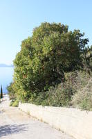 autumn, bright, bush, Croatia, day, Dubrovacko-Neretvanska, Dubrovnik, eye level view, natural light, road, sunny, tree