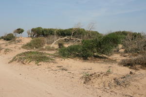 autumn, bush, day, desert, direct sunlight, Essaouira, eye level view, Morocco, natural light, sunlight, sunny, sunshine, vegetation