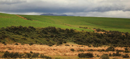 day, diffuse, diffused light, eye level view, field, hill, natural light, New Zealand, overcast, shrubland, summer