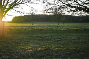 dusk, England, eye level view, grass, London, park, sunny, The United Kingdom, tree