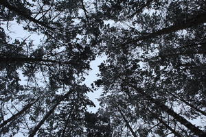 below, forest, overcast, Poland, snow, tree, tree canopy, Wielkopolskie, winter, Wolsztyn