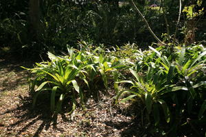 day, eye level view, Florida, Miami, natural light, park, sunny, The United States, tropical, vegetation, winter