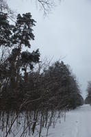 eye level view, forest, overcast, Poland, snow, track, tree, Wielkopolskie, winter, Wolsztyn