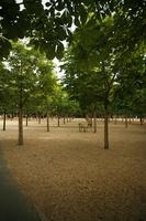 day, eye level view, France, Ile-De-France, Paris, park, path, spring, tree, vegetation