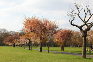 blooming, blossom, day, deciduous, England, eye level view, grass, London, park, spring, sunny, The United Kingdom, tree