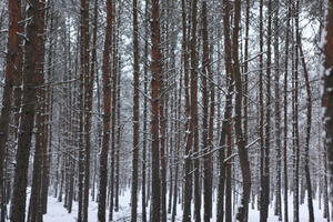 eye level view, forest, overcast, Poland, snow, tree, trunk, Wielkopolskie, winter, Wolsztyn