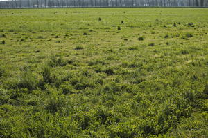 afternoon, Croatia, day, direct sunlight, eye level view, field, grass, grassland, lowered, open space, outdoors, spring, sunlight, sunny, sunshine, Zadarska