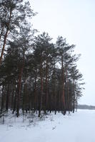 eye level view, forest, overcast, Poland, snow, track, tree, Wielkopolskie, winter, Wolsztyn