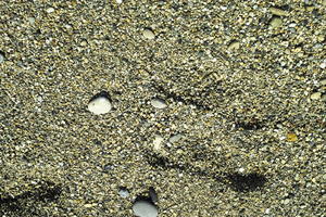 above, Antibes, close-up, day, France, nature, outdoor lighting, pebble, Provence Alpes Cote D