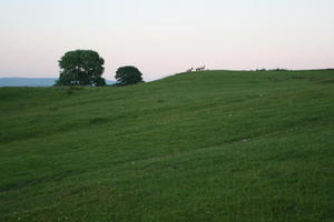 countryside, dusk, eye level view, field, grass, natural light, summer, The United Kingdom, tree, Wales