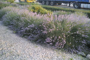 bush, Croatia, day, diffuse, diffused light, elevated, flowered bush, lavander, summer, Zadar, Zadarska