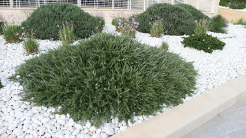 autumn, bush, day, diffuse, diffused light, eye level view, flowered bush, garden, Malta, natural light, shrub