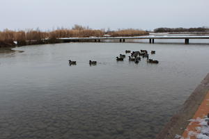 bird, day, ducks, eye level view, France, lake, natural light, overcast, reed, winter