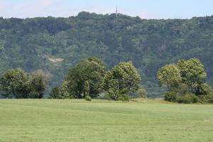 Bourgogne, day, eye level view, field, France, grass, Macon, natural light, tree, vegetation, woodland