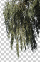 below, branch, cutout, cutout trees, day, summer, sunny, weeping willow