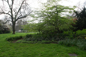 bush, day, England, eye level view, flower, grass, greenery, London, park, spring, The United Kingdom, tree