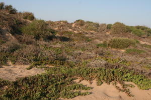 autumn, bush, day, desert, direct sunlight, Essaouira, eye level view, Morocco, natural light, sunlight, sunny, sunshine, vegetation