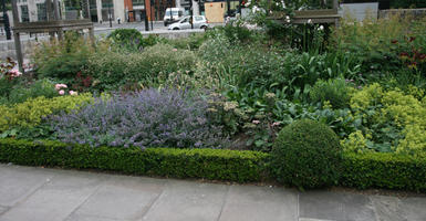 bush, day, England, eye level view, flower, flowered bush, garden, hedge, London, natural light, shrub, summer, The United Kingdom