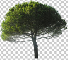 coniferous, cutout, cutout trees, day, evergreen, eye level view, summer, sunny, tree