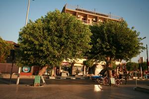 day, dusk, East Timor, Egypt, Egypt, eye level view, natural light, street, tree, vegetation