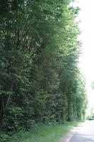 Beaugency, Centre, day, eye level view, forest, France, natural light, road, tree