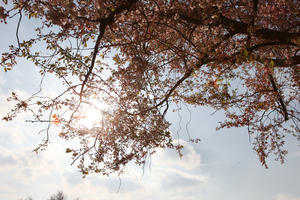 below, blooming, blossom, branch, day, deciduous, England, London, spring, sunny, The United Kingdom, tree