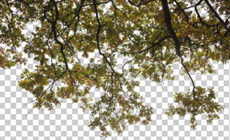 autumn, below, broad-leaf tree, broad-leaved tree, cutout, cutout trees, day, oak, sunny