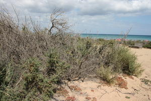 Canarias, day, direct sunlight, dunes, eye level view, Las Palmas, shrub, Spain, spring, sunny