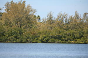 day, eye level view, Florida, mangrove, Miami, natural light, river, sunny, The United States, tree, tropical, vegetation, winter