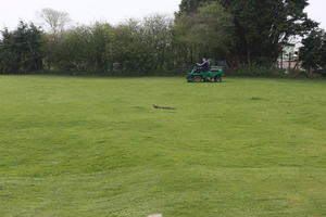 day, diffuse, diffused light, England, eye level view, grass, lawn, natural light, park, spring, The United Kingdom