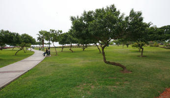 ambient light, autumn, cloudy, day, diffuse, diffused light, eye level view, grass, greenery, Lima, Lima, natural light, nature, overcast, park, Peru, tree