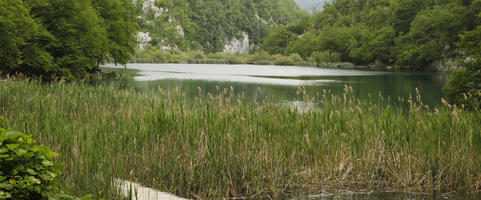 Croatia, day, diffuse, diffused light, eye level view, Karlovacka, lake, natural light, reed, summer