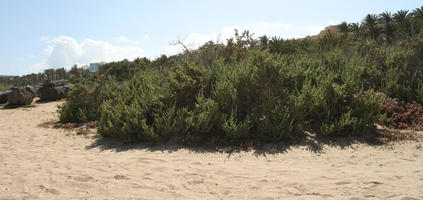 Canarias, day, direct sunlight, dunes, eye level view, Las Palmas, shrub, Spain, spring, sunny