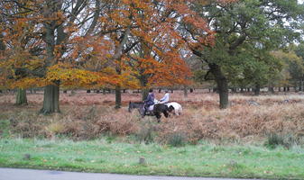 afternoon, autumn, cloudy, day, deciduous, England, eye level view, horse, park, people, riding, The United Kingdom, vegetation, Wimbledon