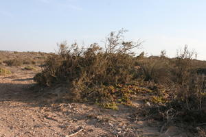 autumn, bush, day, desert, direct sunlight, Essaouira, eye level view, Morocco, natural light, sunlight, sunny, sunshine, vegetation