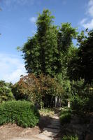 Australia, bamboo, bush, day, eye level view, natural light, New South Wales, park, summer, sunny, Sydney, tree, vegetation