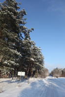 afternoon, bright, coniferous, day, eye level view, Poland, road, snow, sunny, tree, Wielkopolskie, winter, woodland