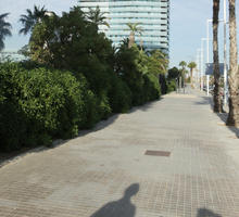 alley, autumn, Barcelona, bright, bush, Cataluña, day, eye level view, palm, pavement, shrub, Spain, sunny, Washingtonia filifera