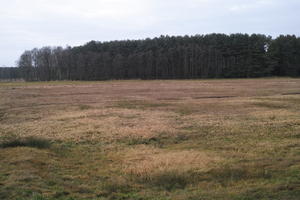 ambient light, countryside, day, eye level view, field, grass, overcast, Poland, Wielkopolskie, winter, Wolsztyn