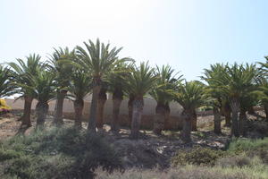 Canarias, day, direct sunlight, evergreen, eye level view, Las Palmas, palm, Phoenix canariensis, shrub, Spain, spring, sunny