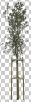 broad-leaf tree, broad-leaved tree, cutout, cutout plants, cutout trees, day, deciduous, eye level view, natural light, outdoor lighting, spring, tree, young