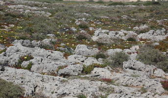 close-up, day, eye level view, Faro, Faro, flower, flower field, greenery, ground, open space, path, Portugal, rock, rockery, rocks, shrub, summer, sunlight, sunny, vegetation