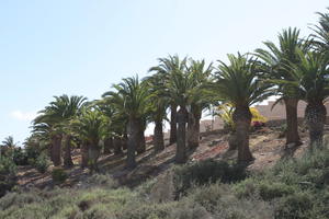 Canarias, day, direct sunlight, evergreen, eye level view, Las Palmas, palm, Phoenix canariensis, shrub, Spain, spring, sunny