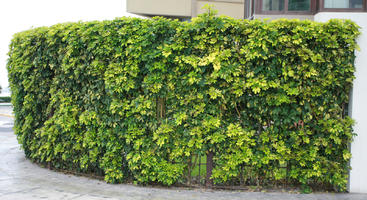 ambient light, autumn, cloudy, day, diffuse, diffused light, hedge, Lima, Lima, natural light, nature, orthogonal, park, Peru, plant