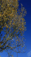 below, day, England, London, natural light, park, sunny, The United Kingdom, tree