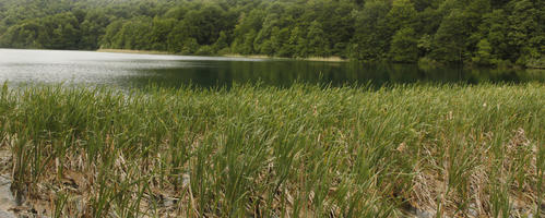 Croatia, day, diffuse, diffused light, eye level view, Karlovacka, lake, natural light, reed, summer