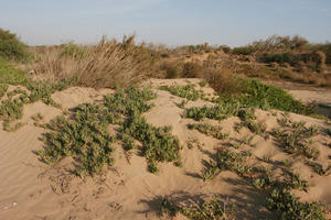 autumn, bush, day, desert, direct sunlight, Essaouira, eye level view, Morocco, natural light, sunlight, sunny, sunshine, vegetation