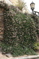 Canarias, day, diffuse, diffused light, eye level view, flowered bush, hanging, plant, Spain, summer