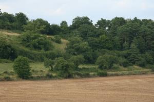 Bourgogne, crop, day, Dijon, eye level view, field, France, natural light, tree, woodland